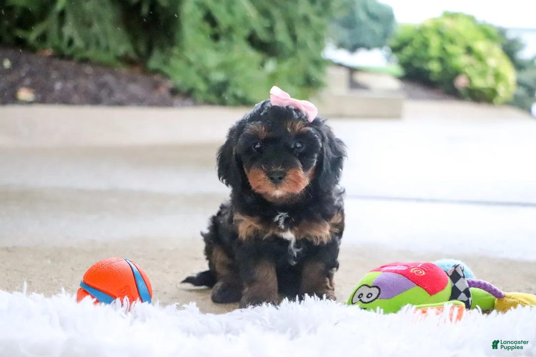 Mini Goldendoodle dogs for sale: Pumpkin - Ad 2