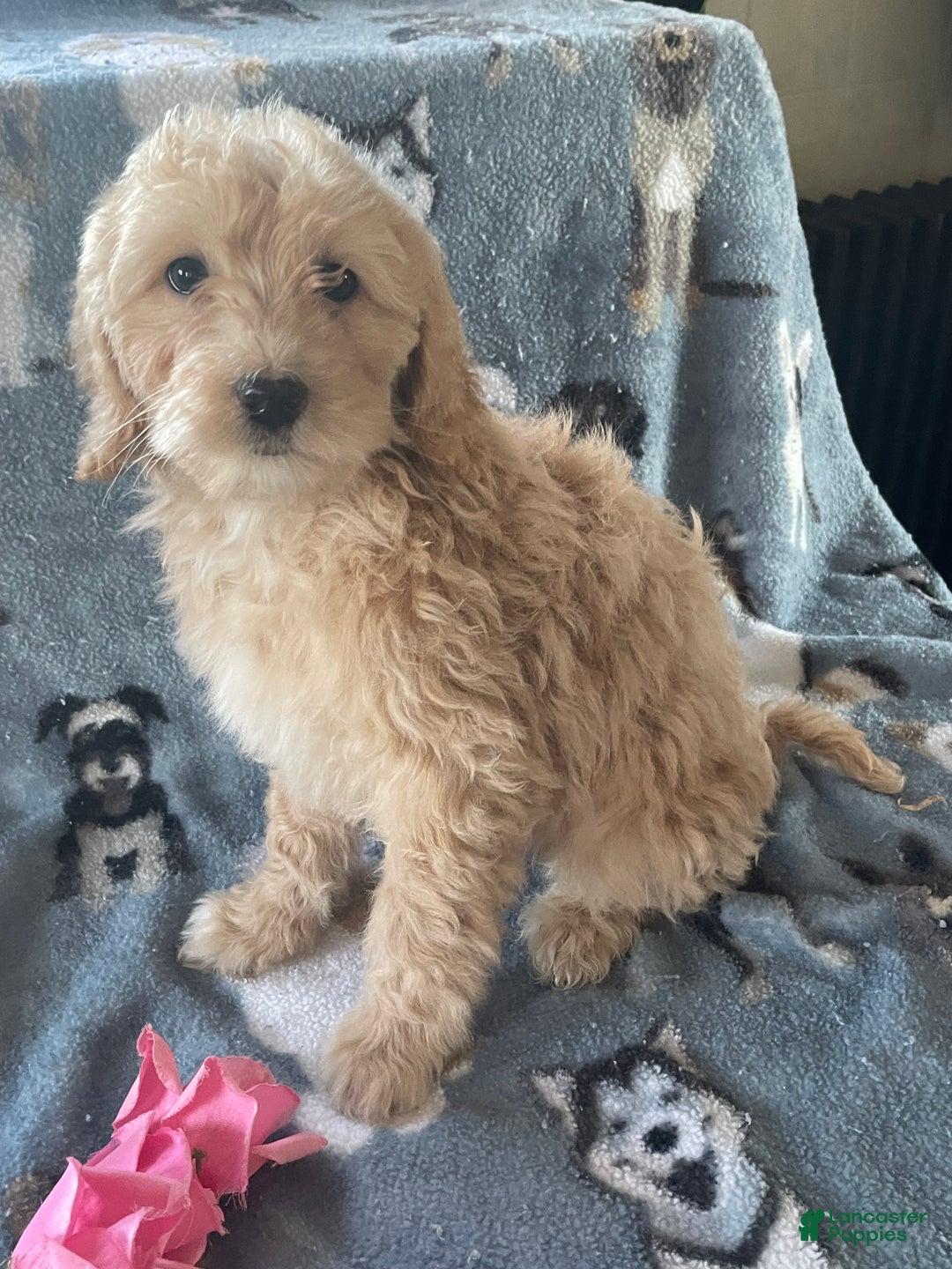 Mini Goldendoodle dogs for sale: Ruby - Ad 3