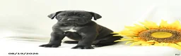 Cane Corso dogs for sale: Bear - Ad 1