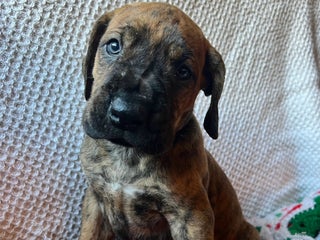 Great Dane dogs Candy Cane - Ad 7