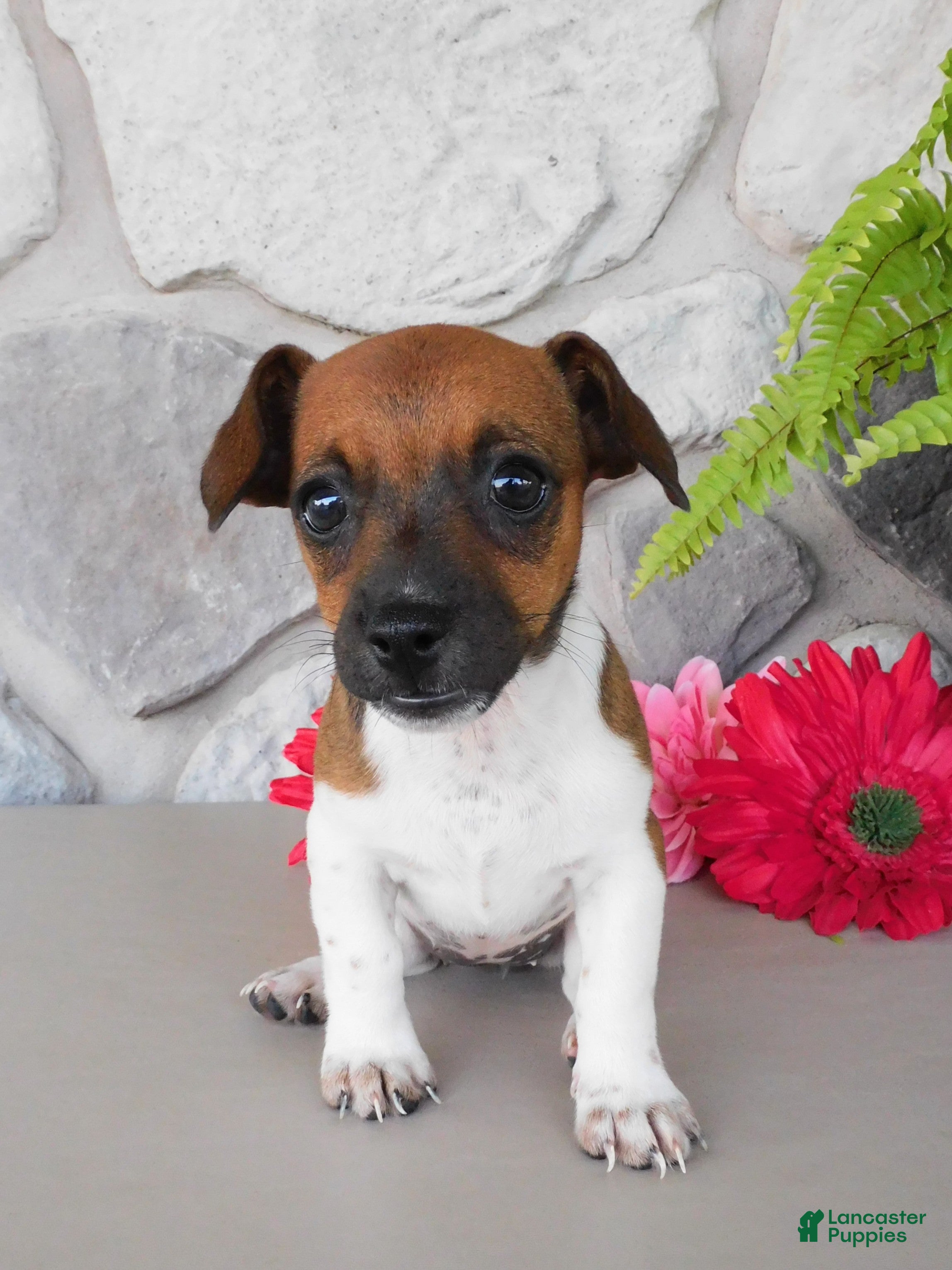 Jack Russell Terrier dogs Patty - Ad 1