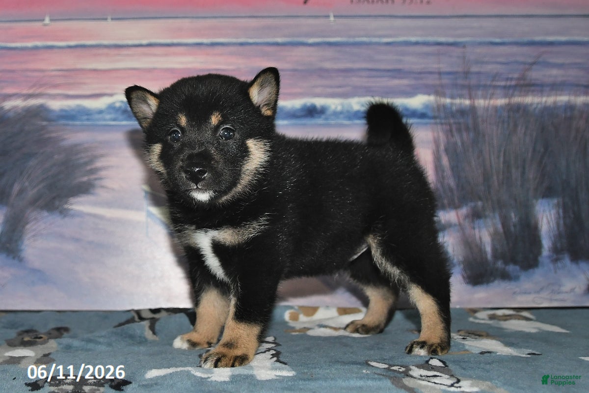Shiba Inu dogs Chase - Ad 1