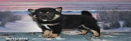 Shiba Inu dogs for sale: Chase - Ad 1