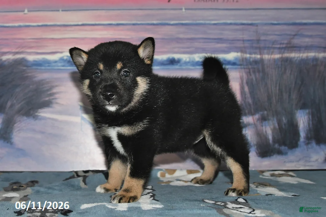 Shiba Inu dogs for sale: Chase - Ad 1