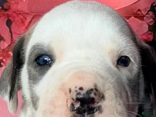 Great Dane dogs Freddie - Blue Brindle Harlequin - Ad 12