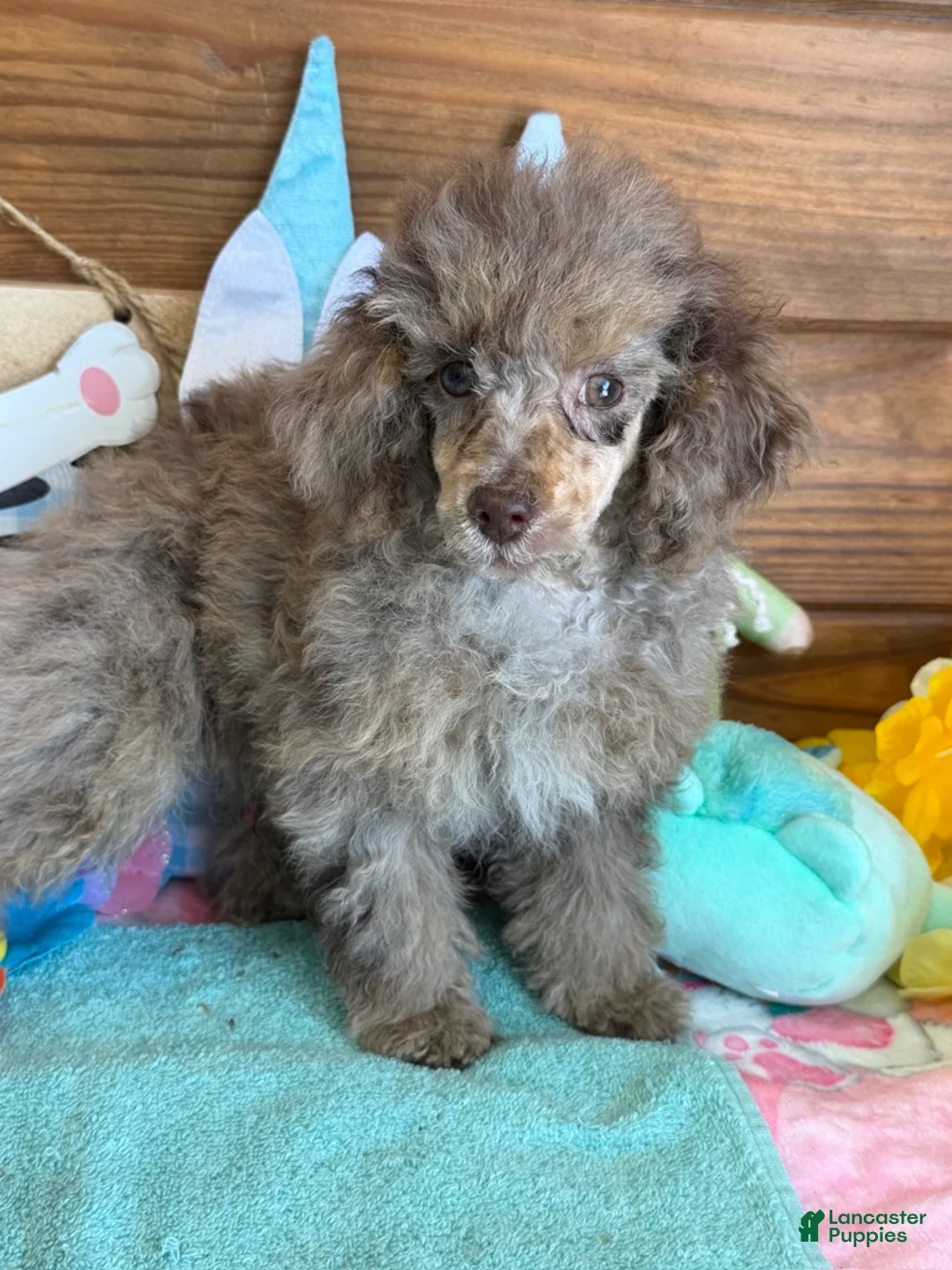 Miniature Poodle dogs for sale: Snickers - Ad 1