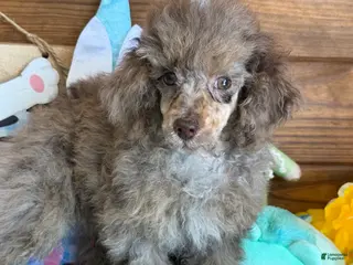 Miniature Poodle dogs Snickers - Ad 18