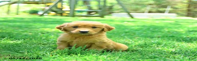 Pogo