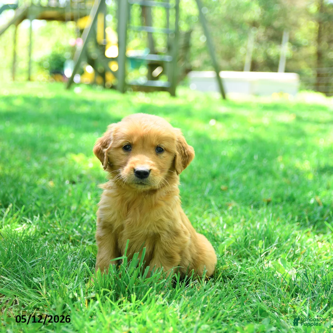 Golden Retriever dogs for sale: Pogo - Ad 1