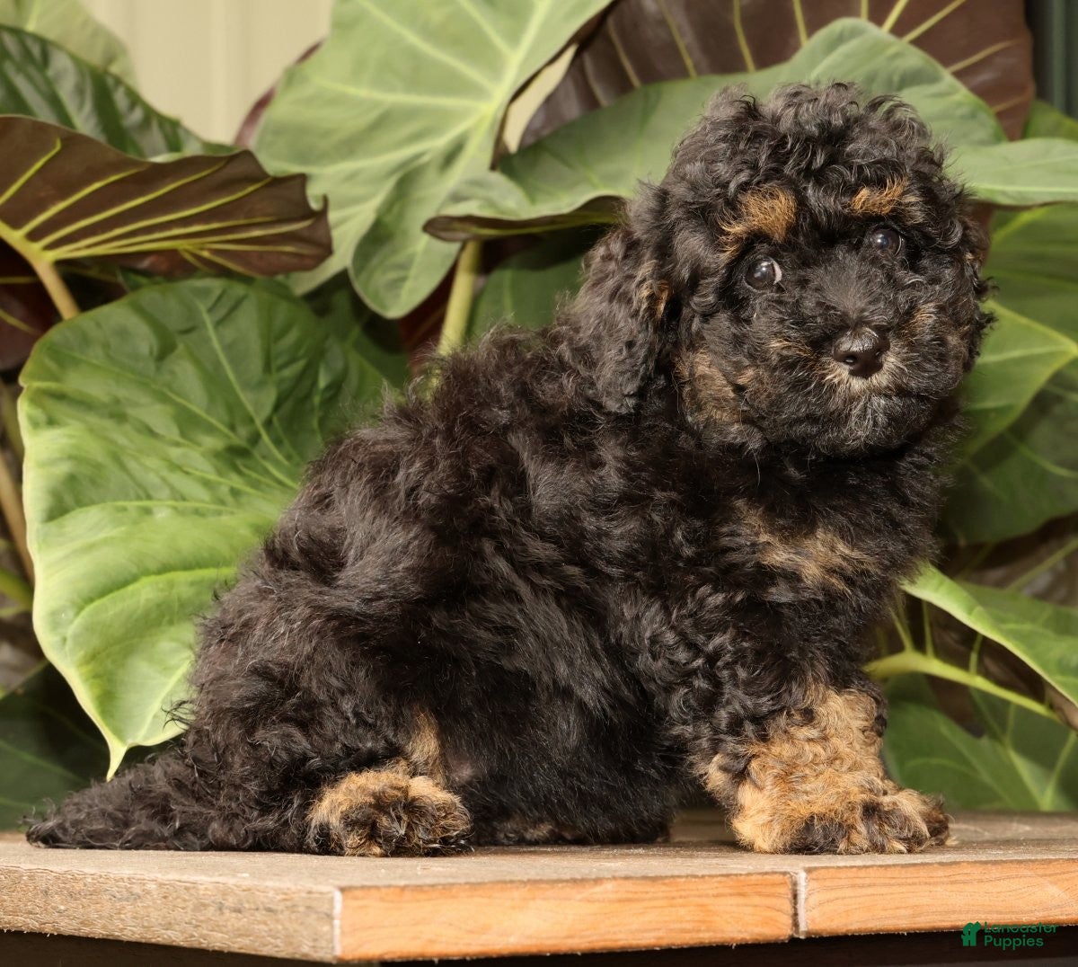 Mini Bernedoodle dogs Remi - Ad 2