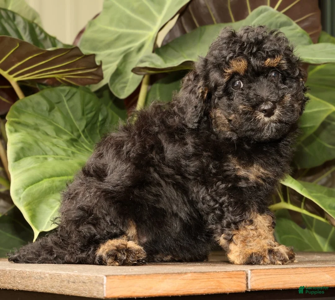 Mini Bernedoodle dogs for sale: Remi - Ad 2