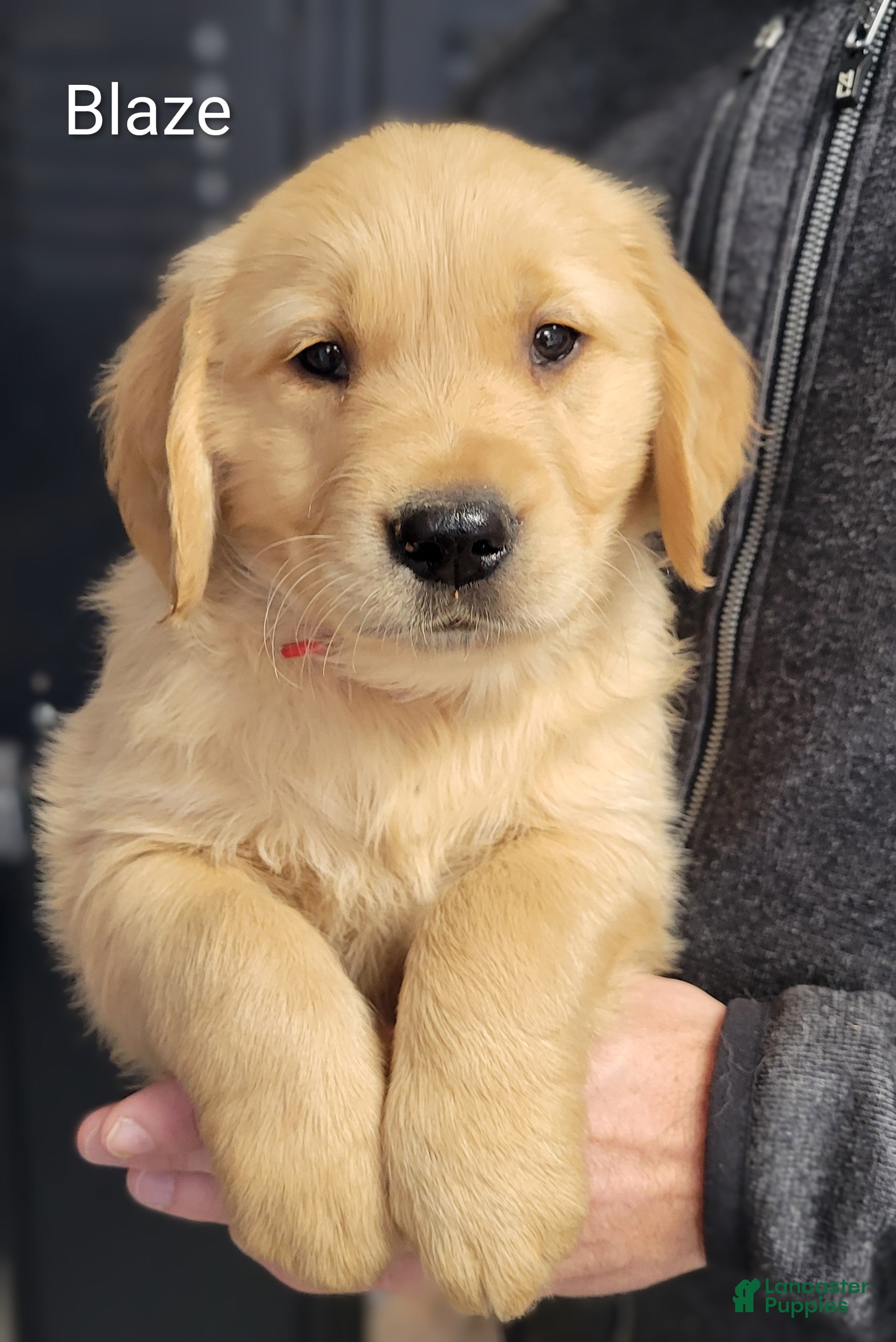 Golden Retriever dogs Blaze - Ad 1
