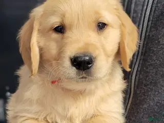 Golden Retriever dogs Blaze - Ad 1