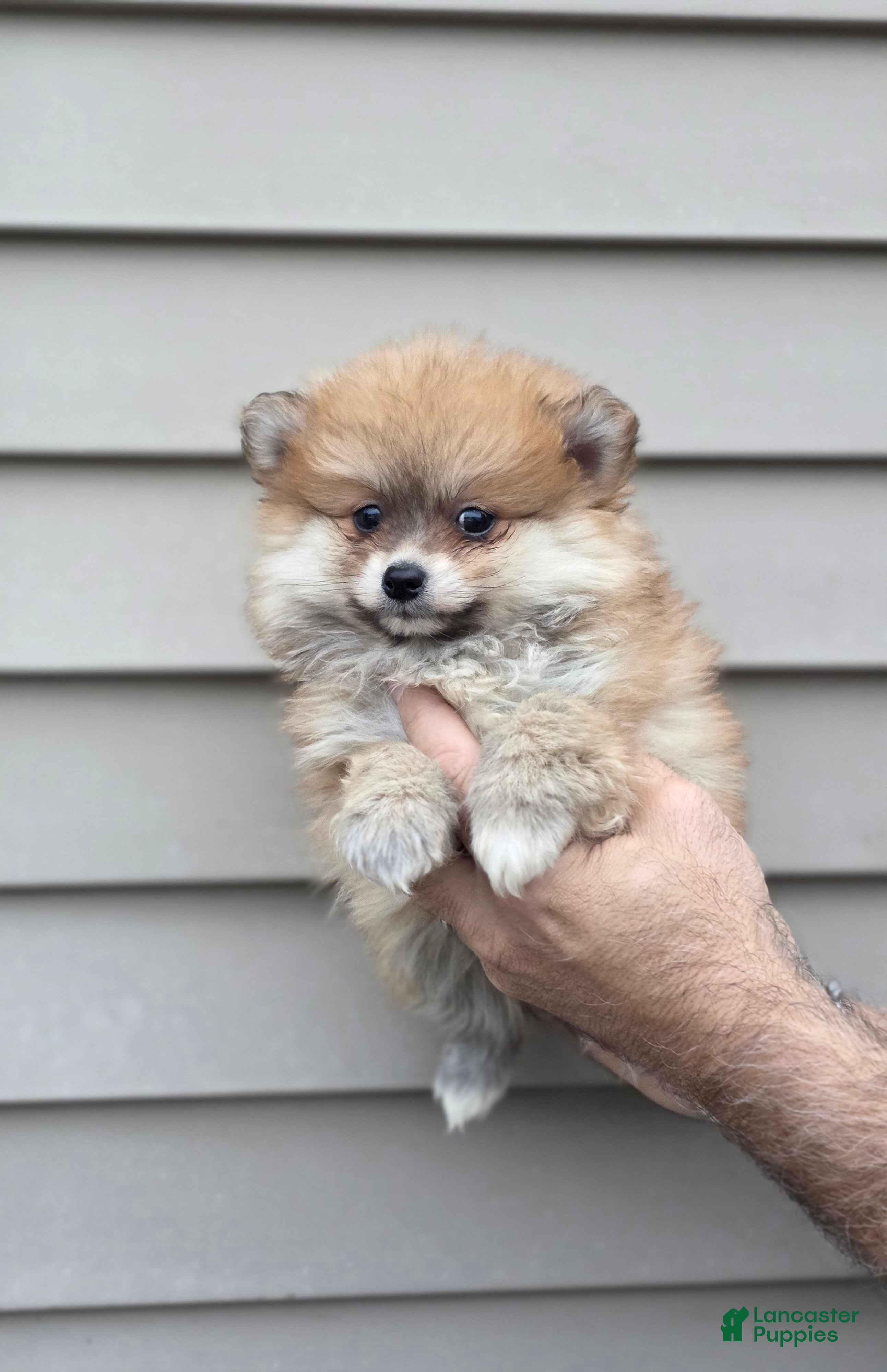 Pomeranian dogs Roxy  - Ad 1
