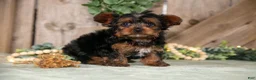 Yorkshire Terrier dogs for sale: Tucker - Ad 3