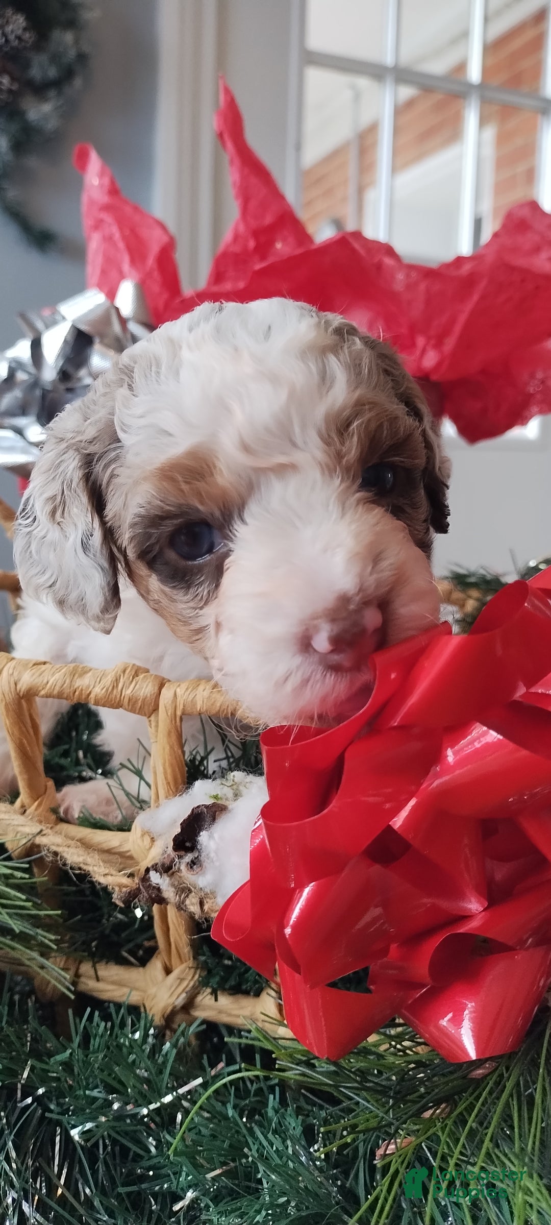 Mixed Breed dogs for sale: Bailey  - Ad 1