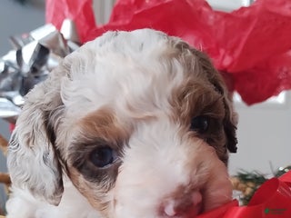 Mixed Breed dogs Bailey - Ad 4