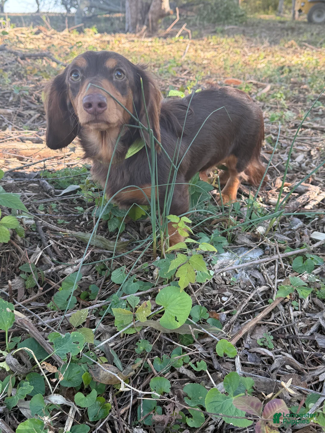 Miniature Dachshund dogs for sale: Miniature Dachshund Puppy 1 - Ad 5