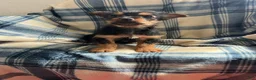 Yorkshire Terrier dogs for sale: MJ Boy - Ad 5