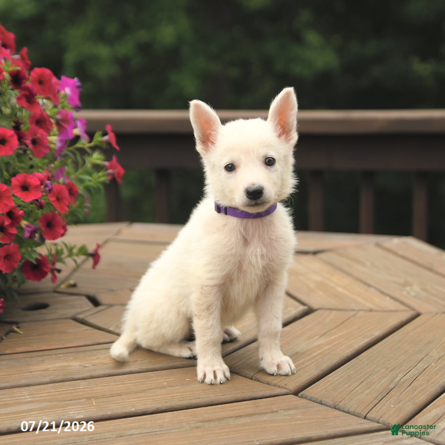German Shepherd dogs for sale: Muffin - Ad 3