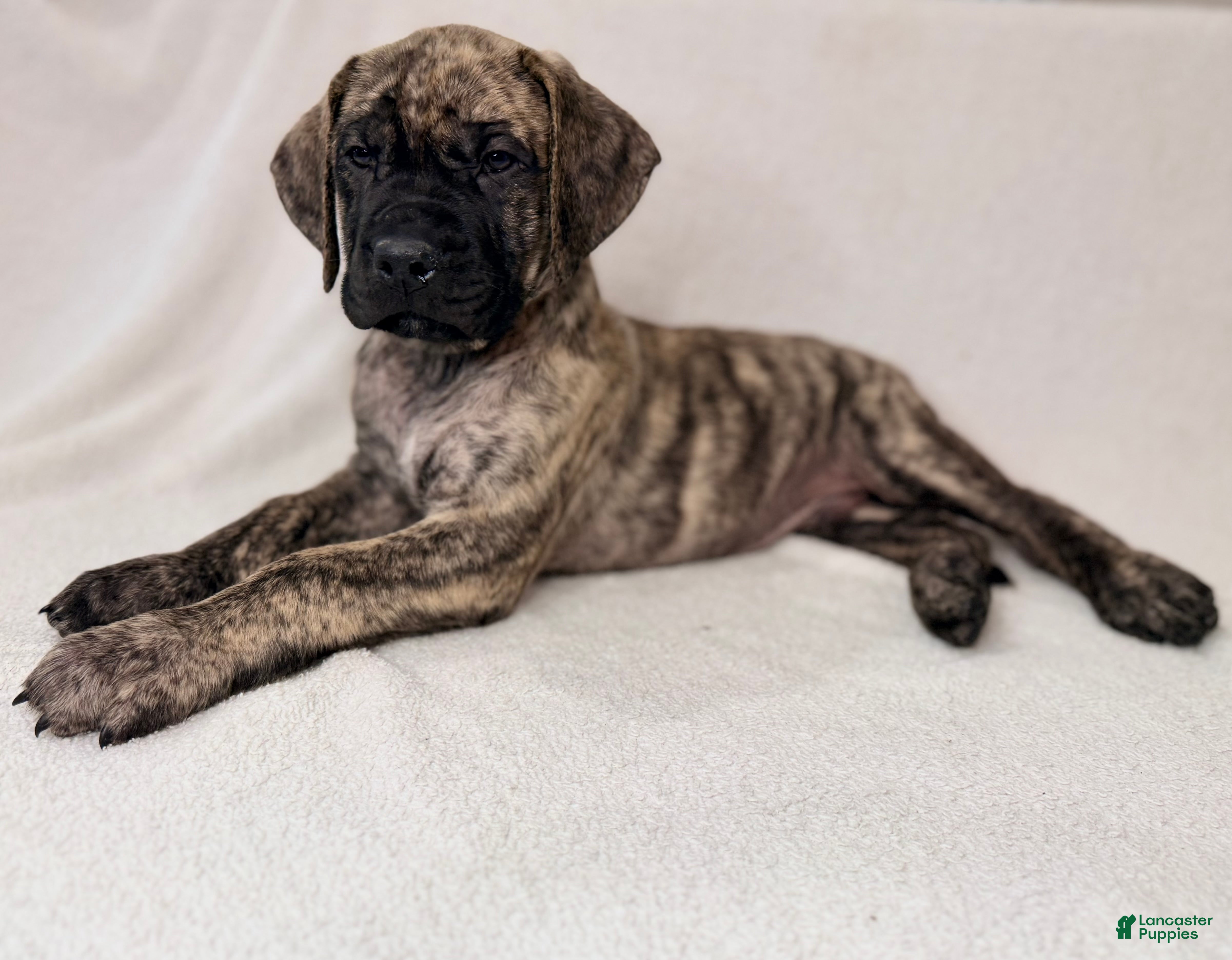 English Mastiff dogs English Mastiff Male Brindle Pup - Ad 2