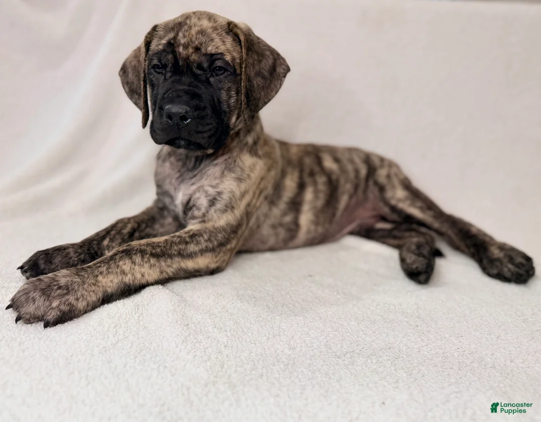 English Mastiff dogs for sale: English Mastiff Male Brindle Pup - Ad 2