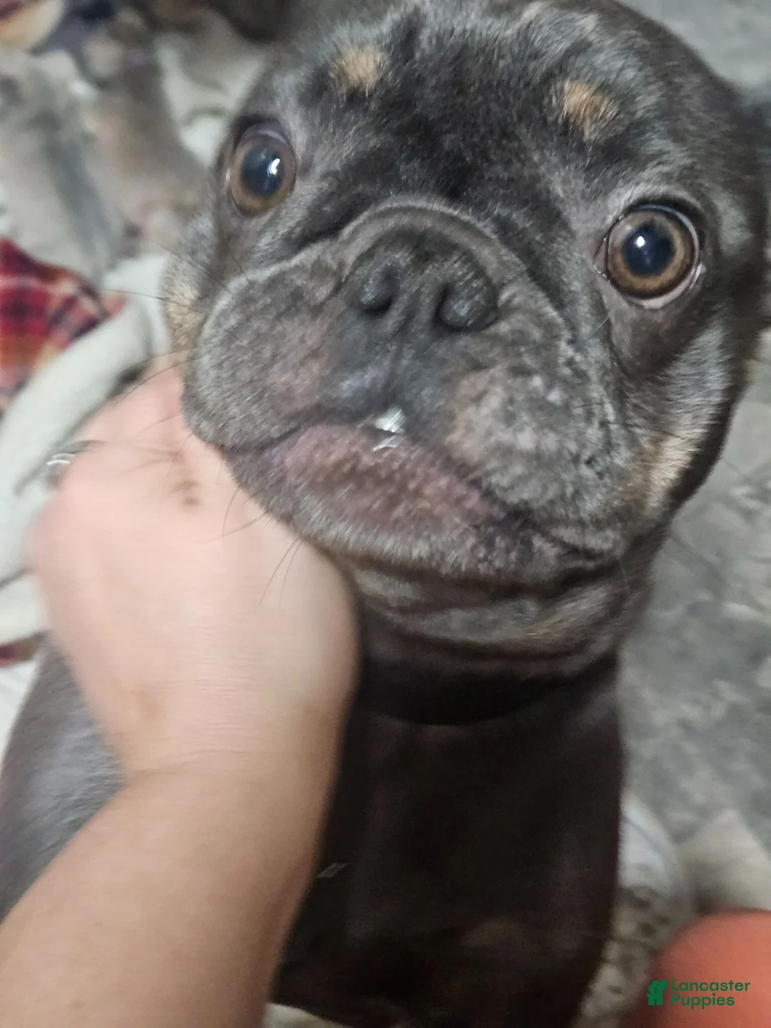 Mixed Breed dogs for sale: Puppy 4 - Ad 10