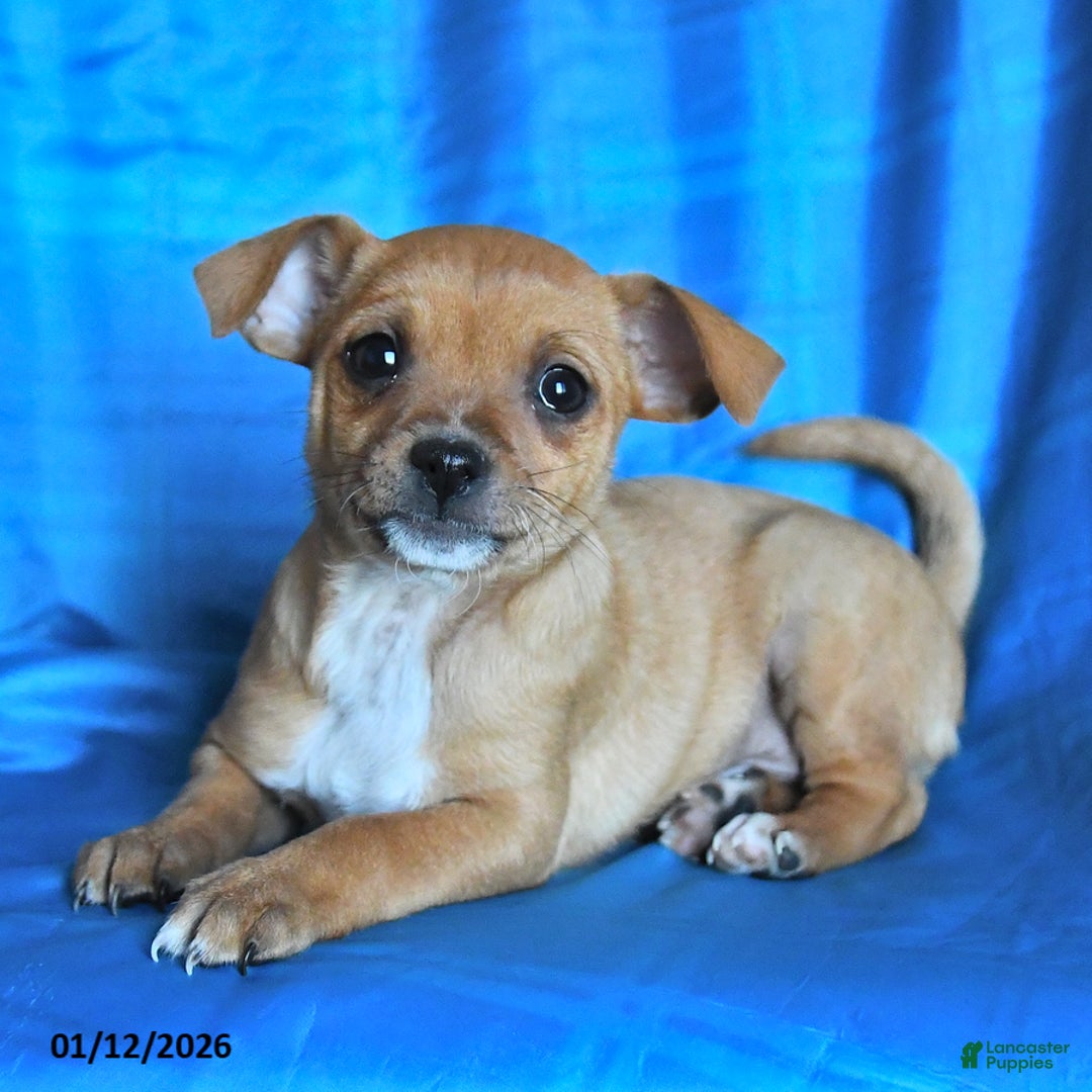 Chihuahua dogs for sale: Snickers - Ad 2