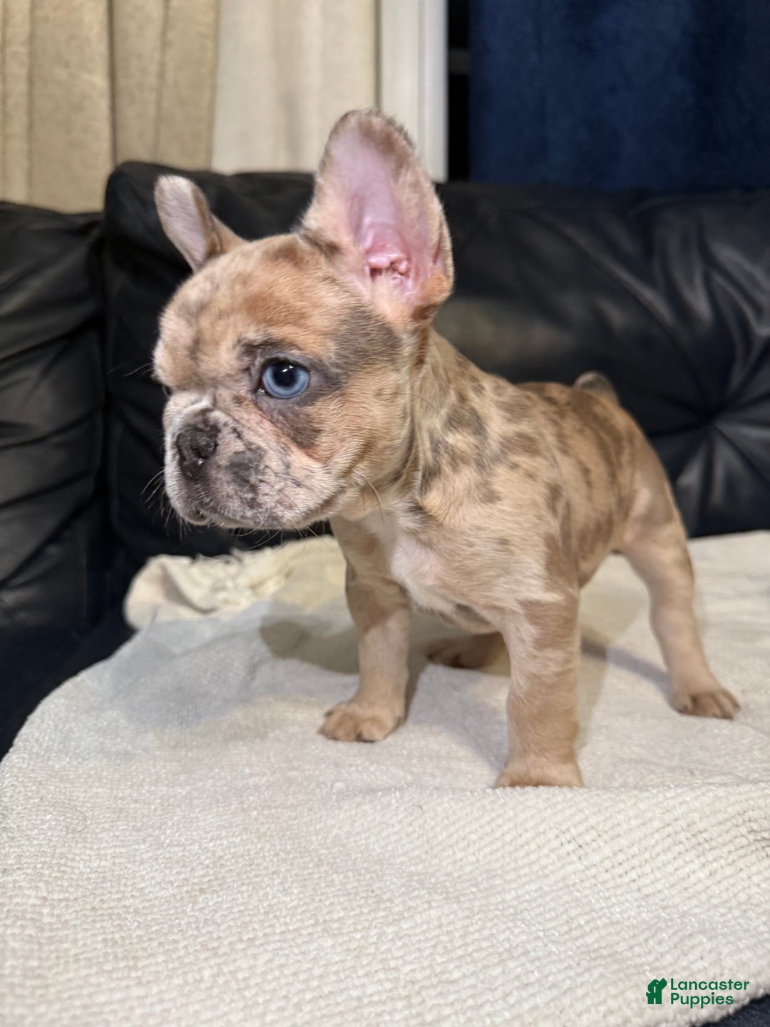 French Bulldog Puppy for sale in Carlisle Lancaster Puppies