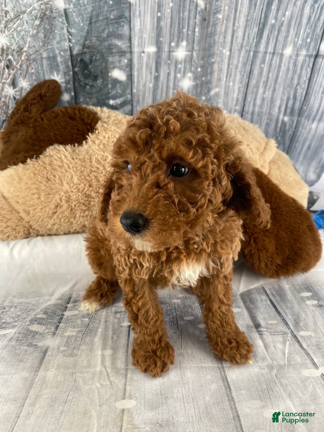 Miniature Poodle dogs for sale: Bruno - Ad 2