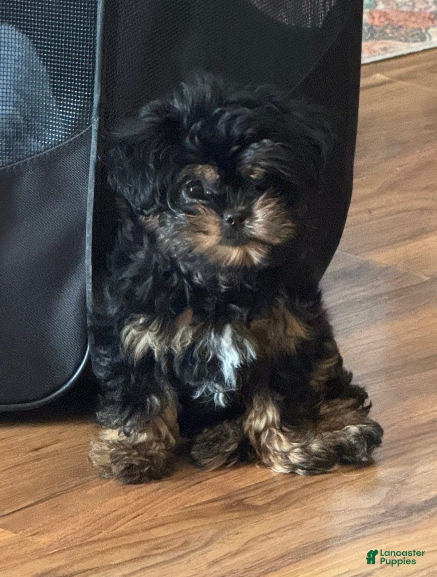 Pekapoo dogs for sale: Pekapoo 1 - Ad 2