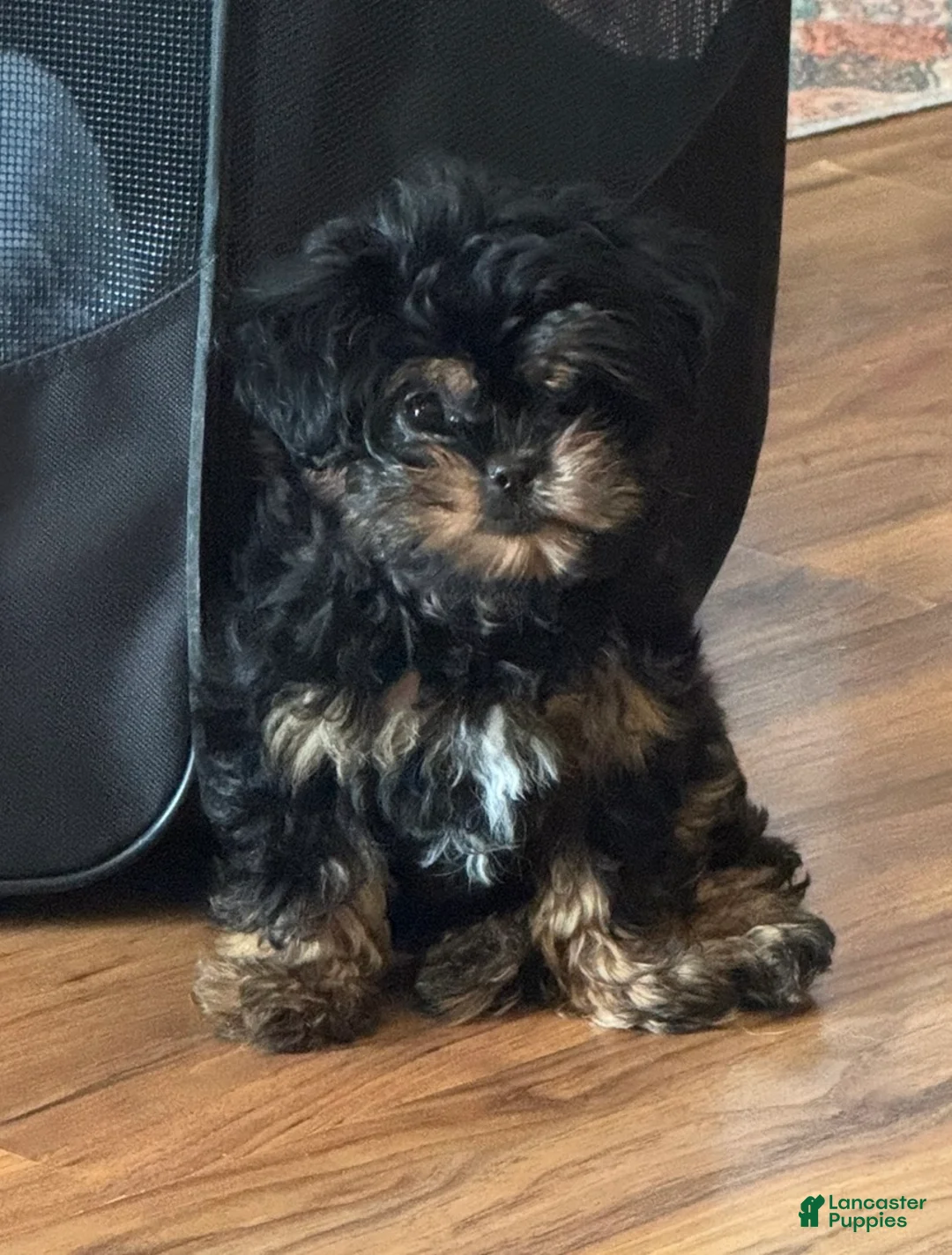 Pekapoo dogs for sale: Pekapoo 1 - Ad 2