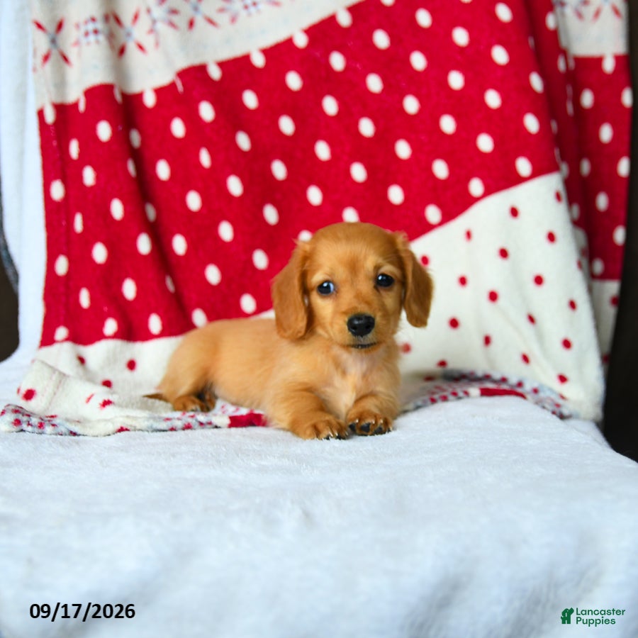 Miniature Dachshund dogs for sale: Cinnamon - Ad 3