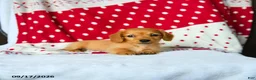 Miniature Dachshund dogs for sale: Cinnamon - Ad 1