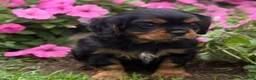 Cavalier King Charles Spaniel dogs for sale: Bonnie  - Ad 5
