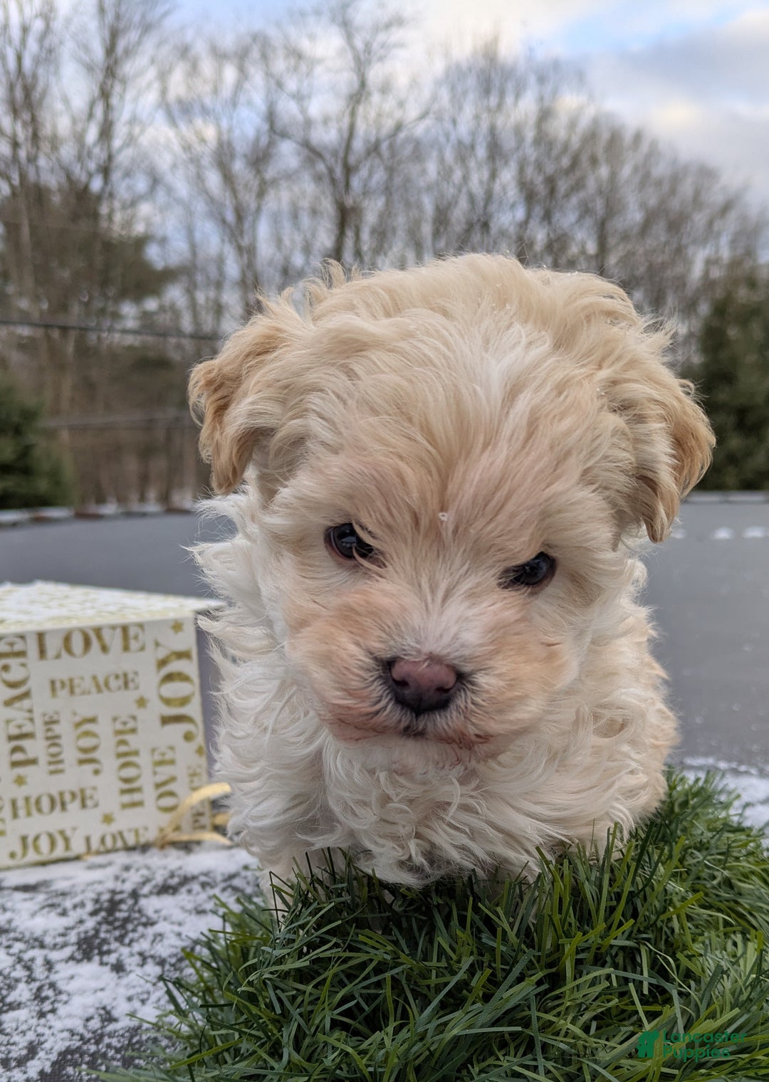 Mini Bernedoodle dogs for sale: Mini Bernedoodle Puppy 1 - Ad 8