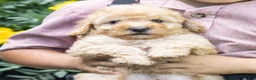 Toy Poodle dogs for sale: Ginger  - Ad 4