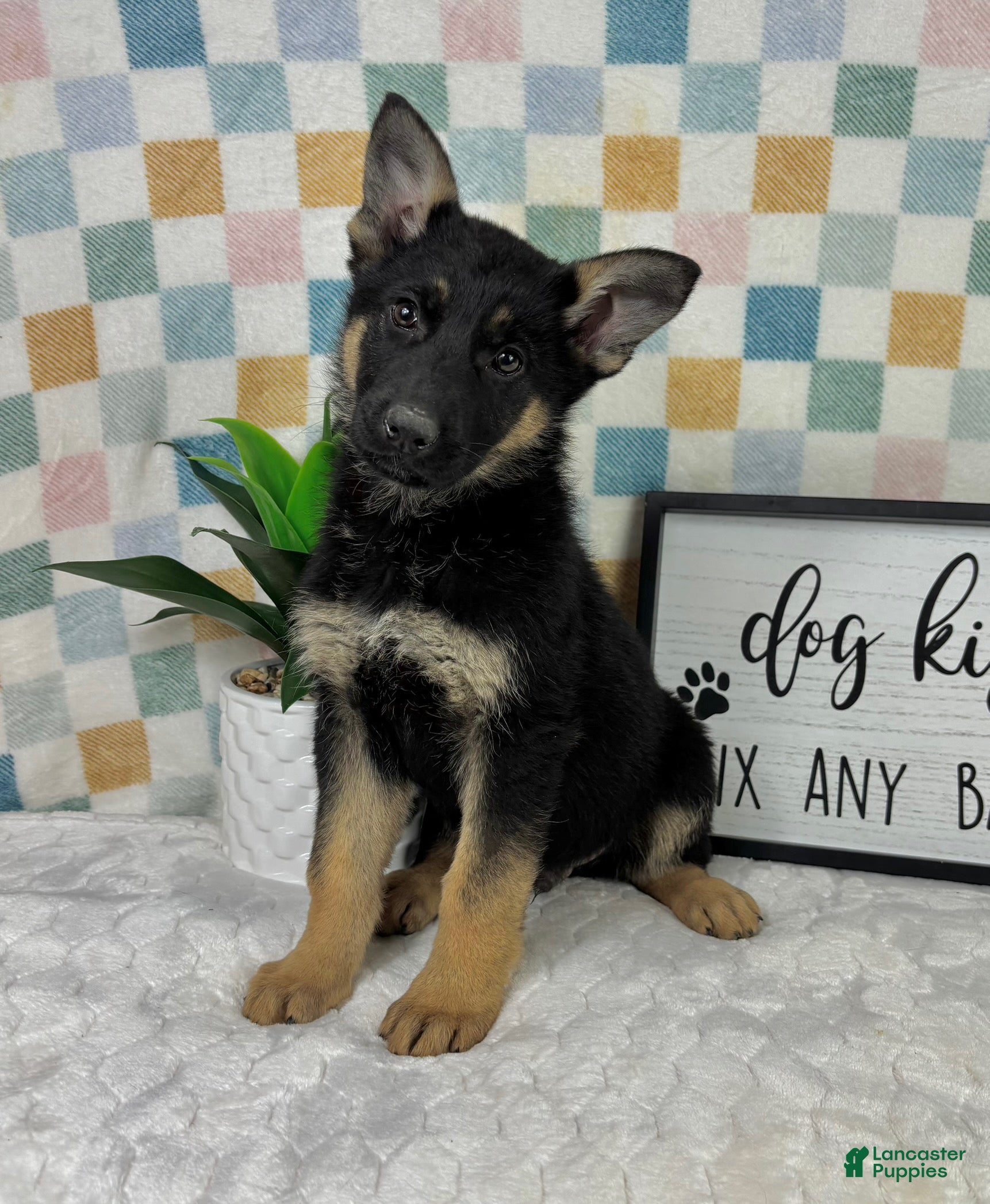 German Shepherd dogs Graham  - Ad 37