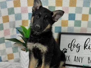 German Shepherd dogs Graham - Ad 36