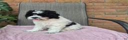 Cockapoo dogs for sale: Izzy - Ad 9