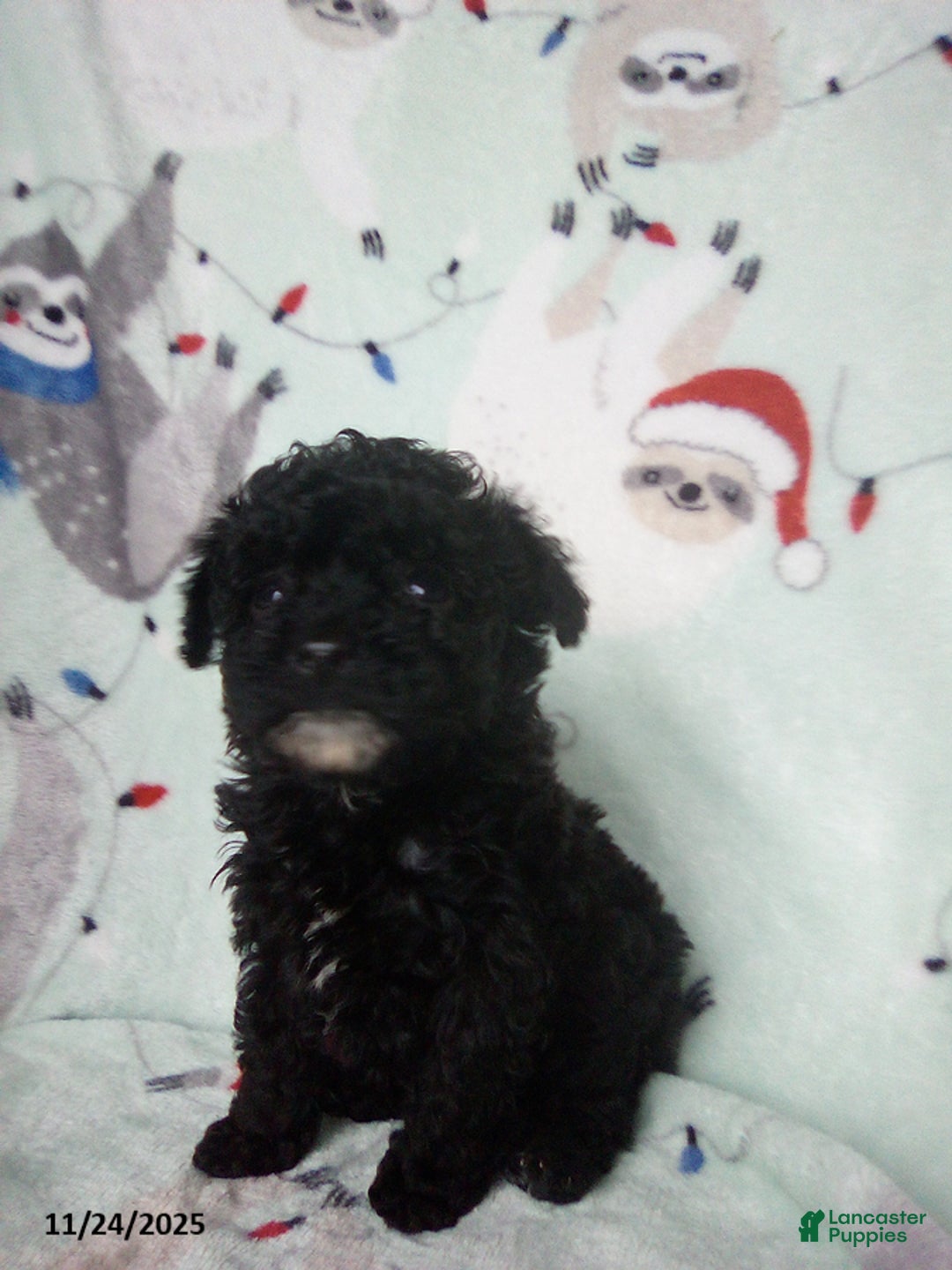Toy Poodle dogs for sale: Rachel - Ad 2