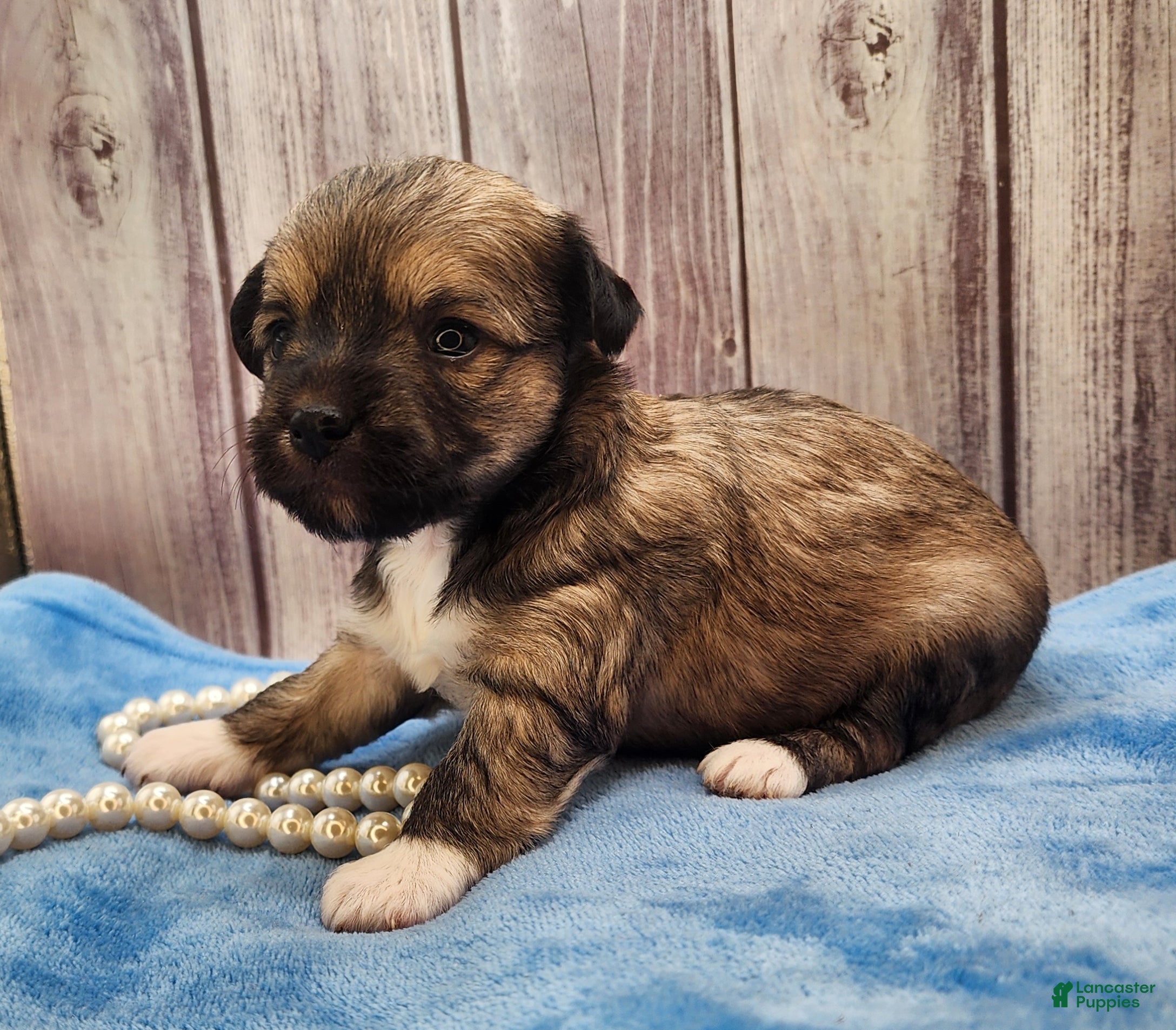 Mixed Breed dogs Nina - Ad 28