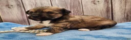 Mixed Breed dogs for sale: Nina - Ad 6