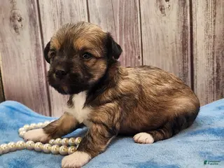 Mixed Breed dogs Nina - Ad 28