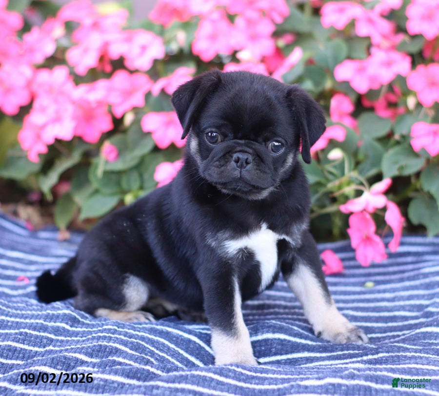 Pug dogs Buster - Ad 1