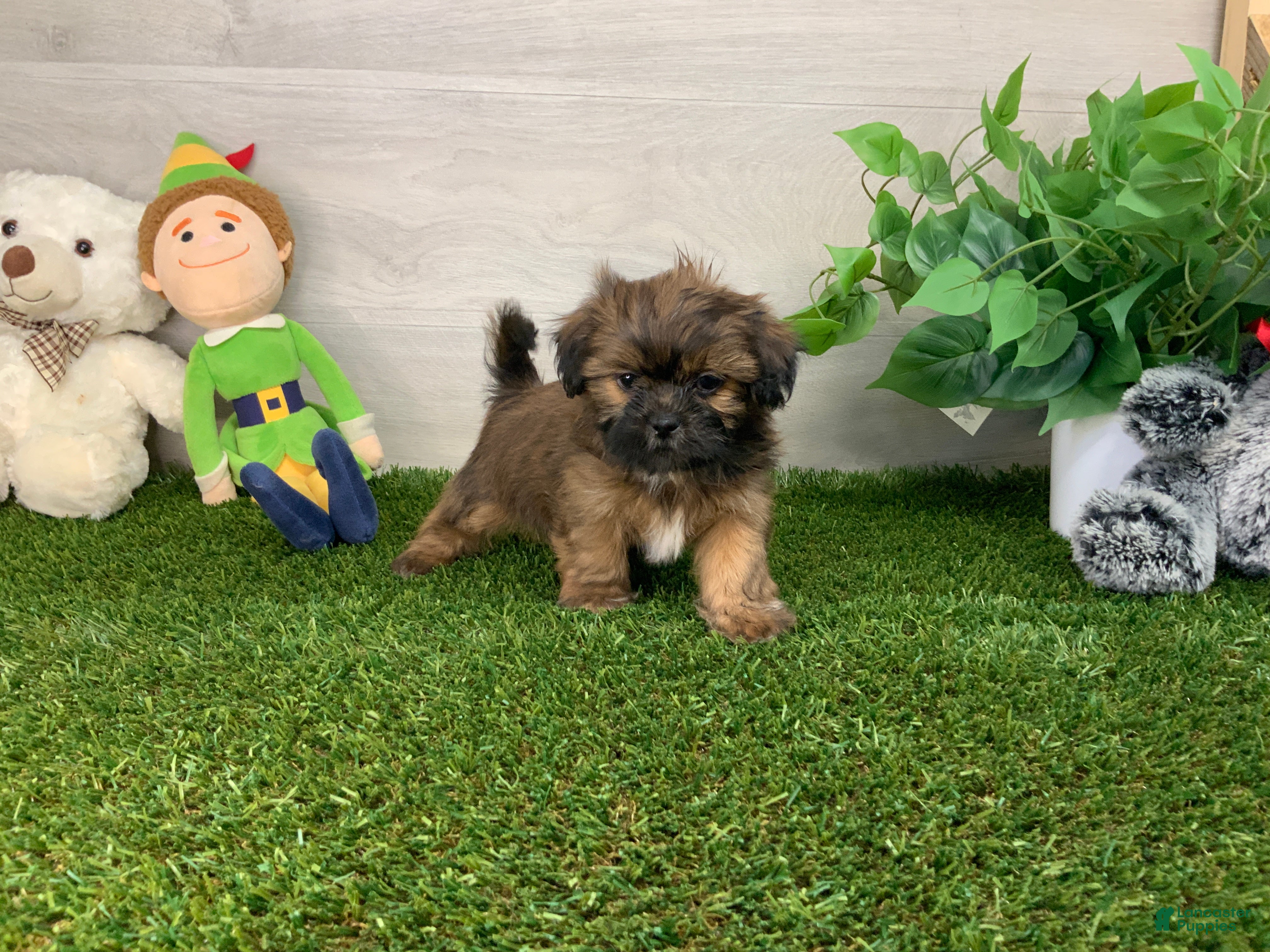 Shih Tzu dogs Lonny - Ad 2