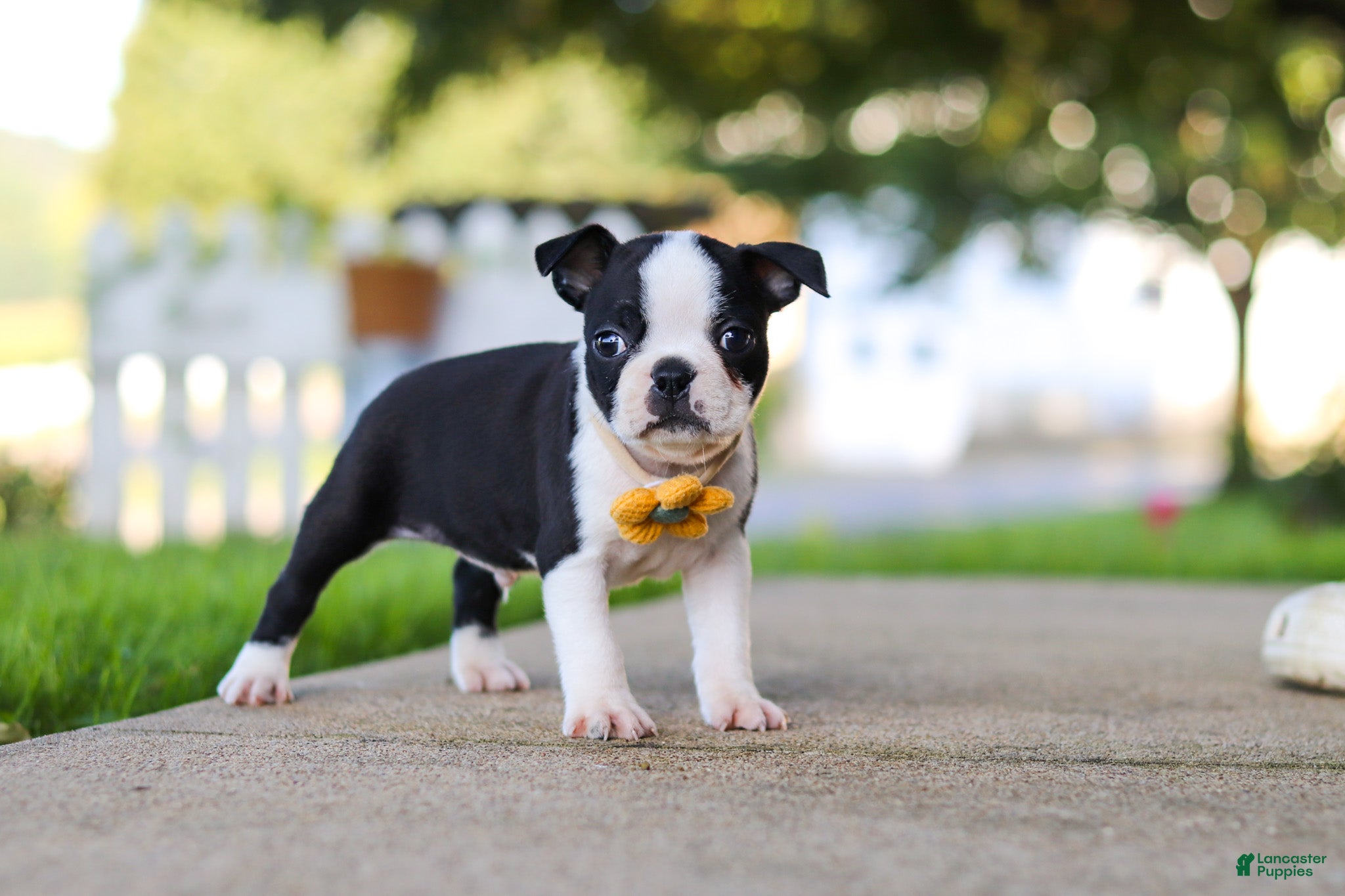 Boston Terrier dogs Shawn - Ad 1