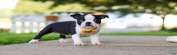 Boston Terrier dogs for sale: Shawn - Ad 1