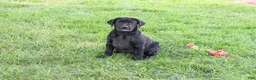 Labrador Retriever dogs for sale: Shawn  - Ad 5