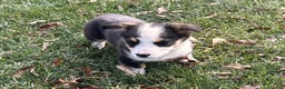 Welsh Corgi Pembroke dogs for sale: Banner - Ad 6